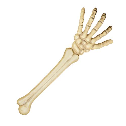 Skeleton Arm
