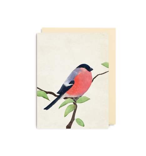 Bullfinch