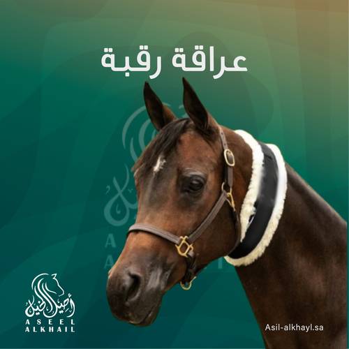 عراقة رقبة للخيل