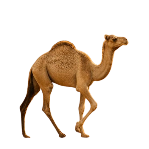 كيلو لحم حاشي ( قعود مفروم )