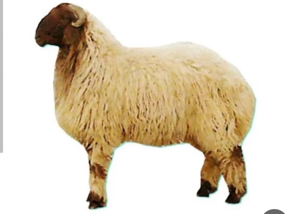 خروف نعيمي جذع وسط+مذبوح واصل