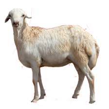 خروف رفيدي صغير+مذبوح واصل