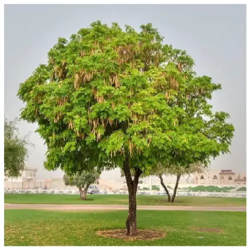 شجرة اللبخ