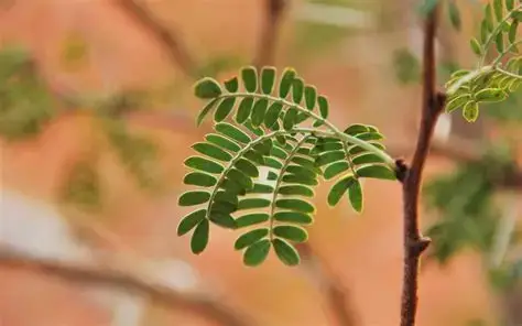 شجرة غاف مركن 16