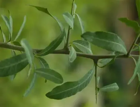 شجرة حناء سوداني مركن 16