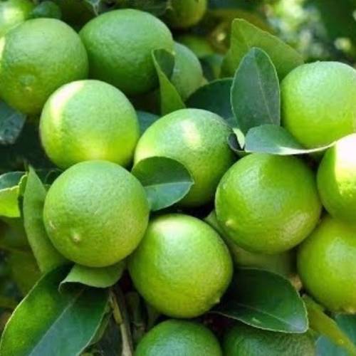 ليمون ابو زهيرة مركن 20