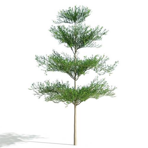 شجرة الترمناليا مركن 35