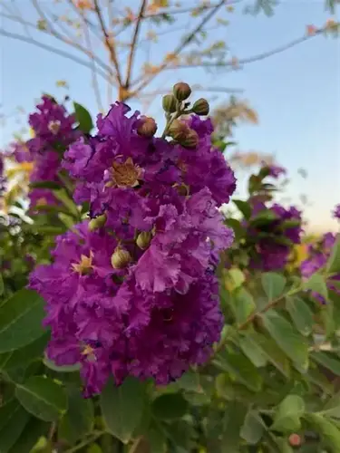 شجرة تمر حنا مركن 20