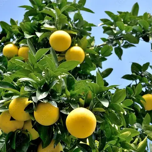 جريب فروت مركن 28