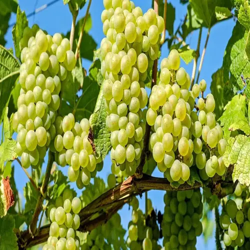 شجرة عنب طائفي