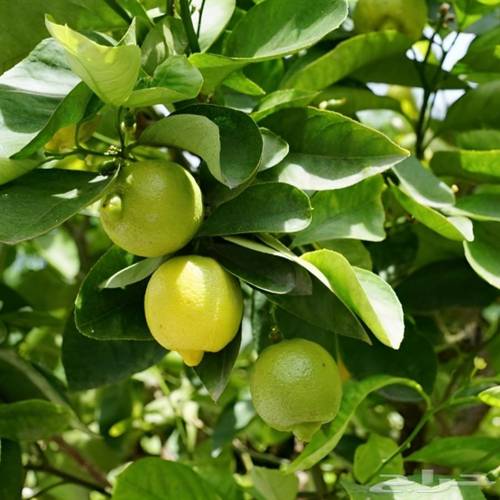 شجرة ليمون صيني مركن 28