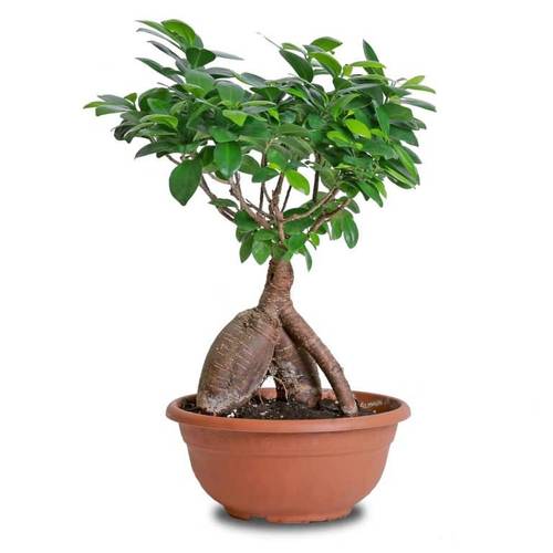 نبتة بونساي 