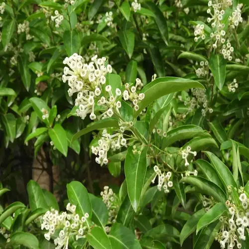 شجرة ملكة النهار 