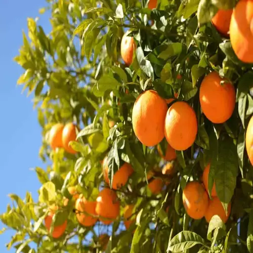شجرة برتقال ابو صرة