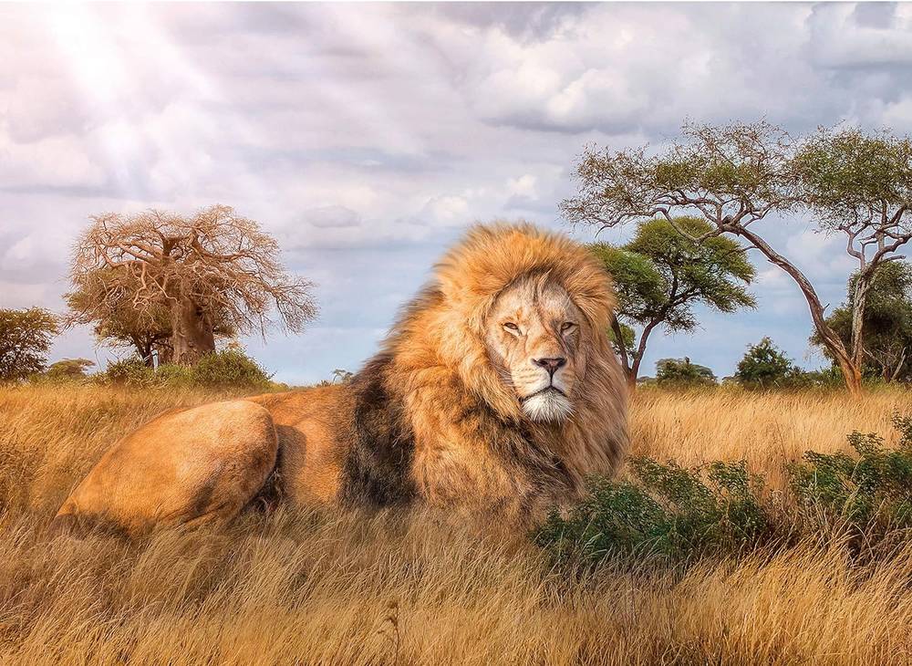 Clementoni Lion Puzzle 1000 Pieces -39479