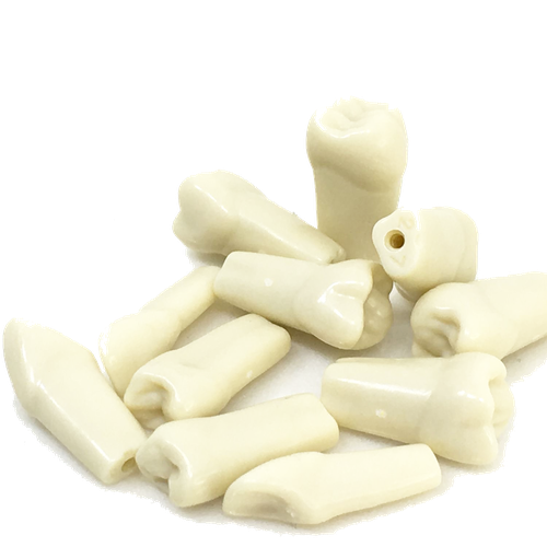 Tooth Model refill 