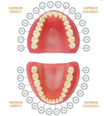 Pronew students teeth refills