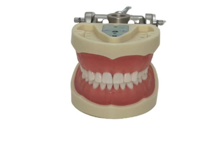 Model teeth with Articulator Adult ‬Nissin