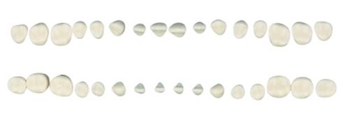 ‬‪Student Teeth Model Set 32Pcs 