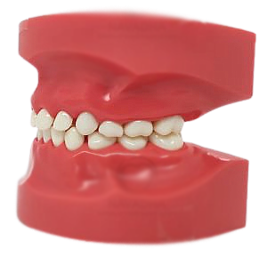 Model Teeth Pediatric Nissin 