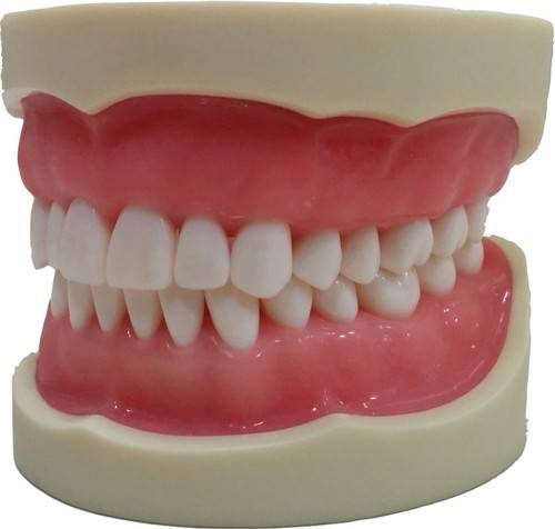 Model Teeth Student / Adult PRO Nissin