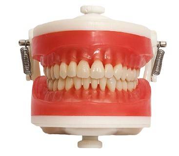 Pronew Adult teeth model 