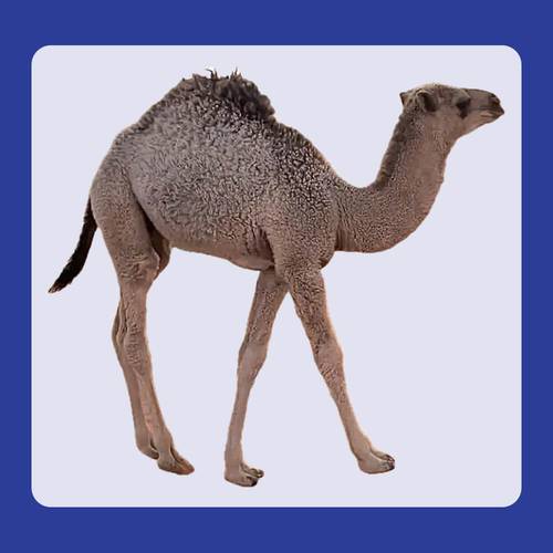 حاشي لباني