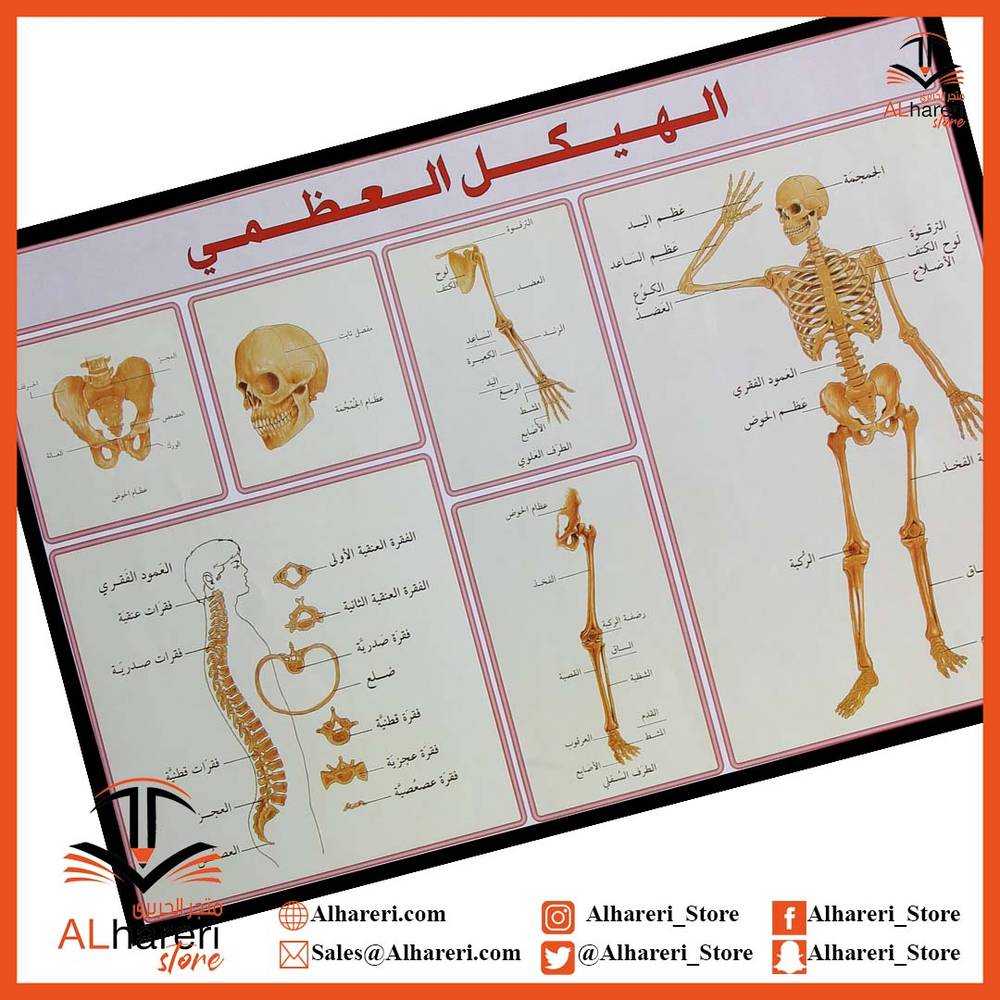 The skeleton is a Wall Paper teaching aid 50X70cm