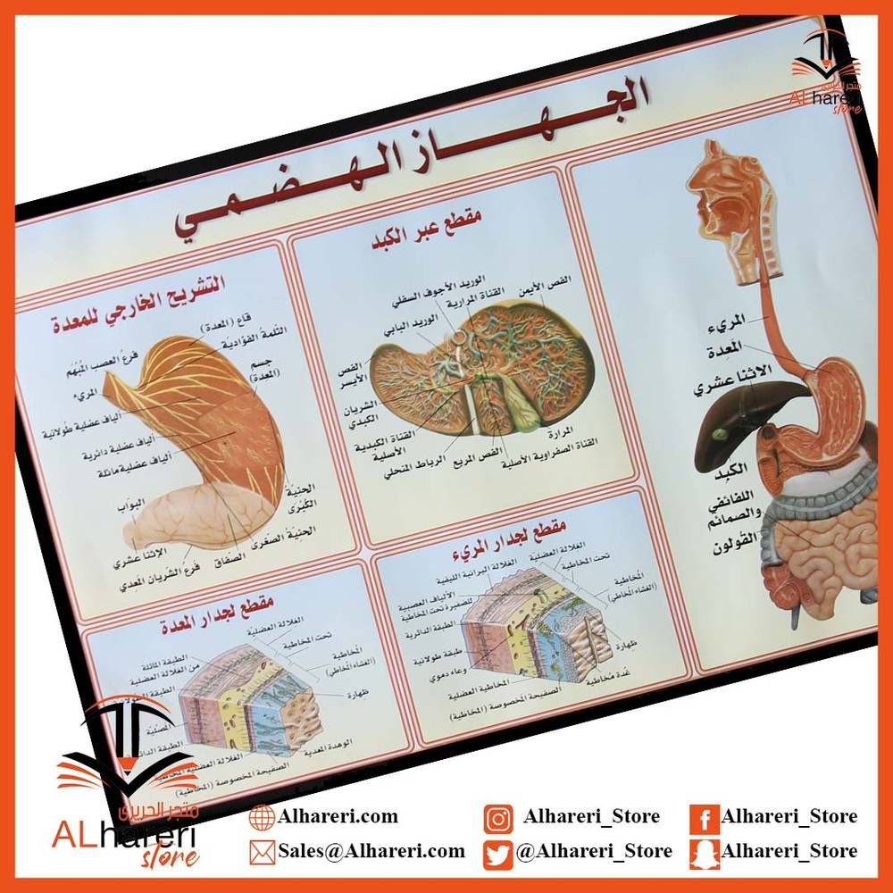 The digestive system, a Wall Paper teaching aid, 50X70 cm