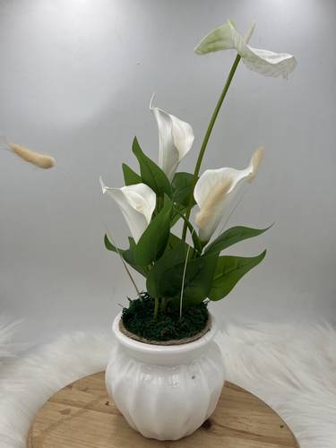 باقة ارمين 