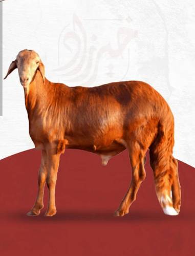 سواكن وزن 20-25