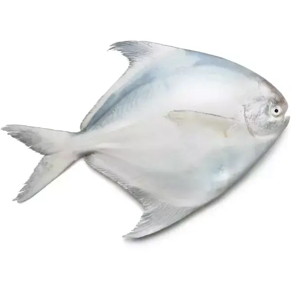 سمك زبيدي