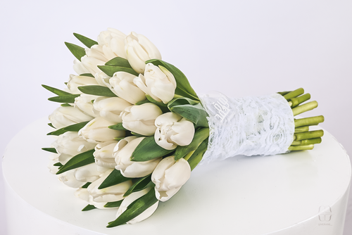 مسكة التوليب الطبيعية